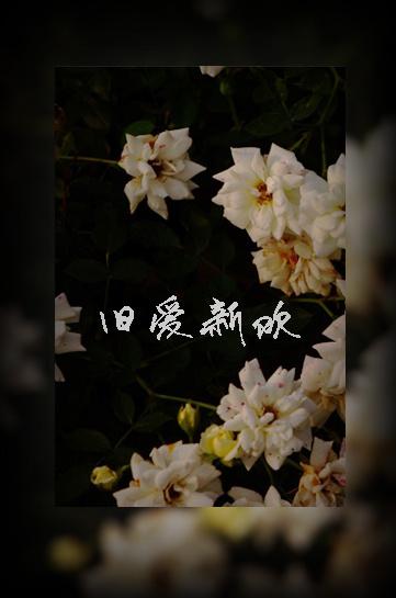 旧爱新欢短剧免费观看全集